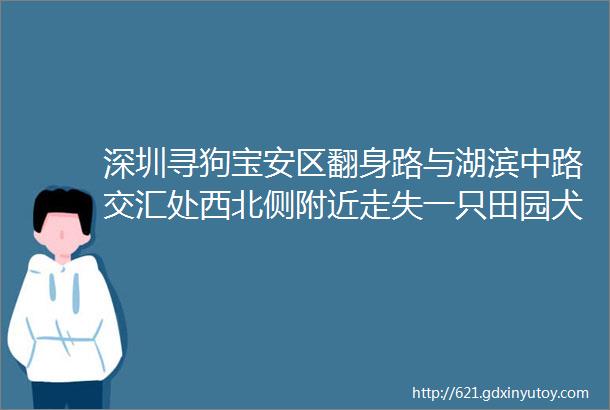 深圳寻狗宝安区翻身路与湖滨中路交汇处西北侧附近走失一只田园犬如有好心人看到或者收留请联系主人或本平台